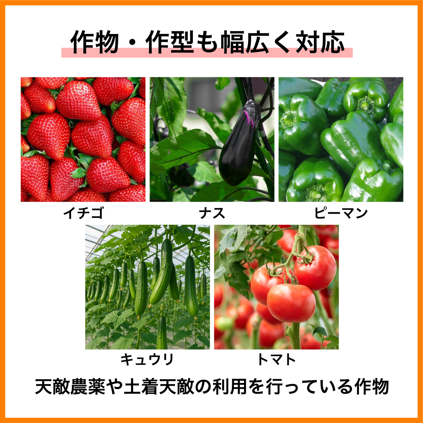 天敵のごちそう 500mL (2~3a ハウス 1棟分)|天敵農薬の定着を促進し、防除効果を高める強力サポート資材