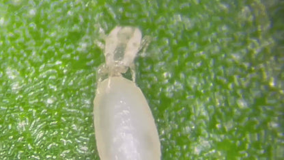 天敵のごちそう 500mL (2~3a ハウス 1棟分) x 5個セット｜天敵農薬の定着を促進し、防除効果を高める強力サポート資材